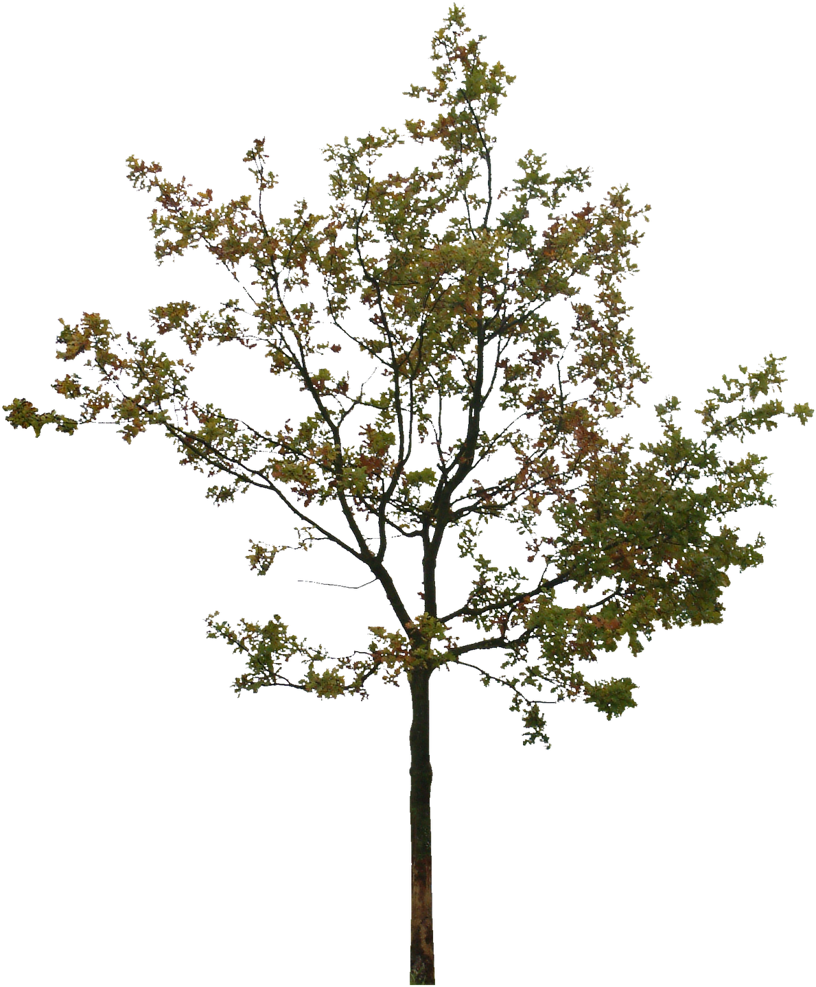 Tree Silhouette Clip Art - Arboles En Vista Png (1363x1600)