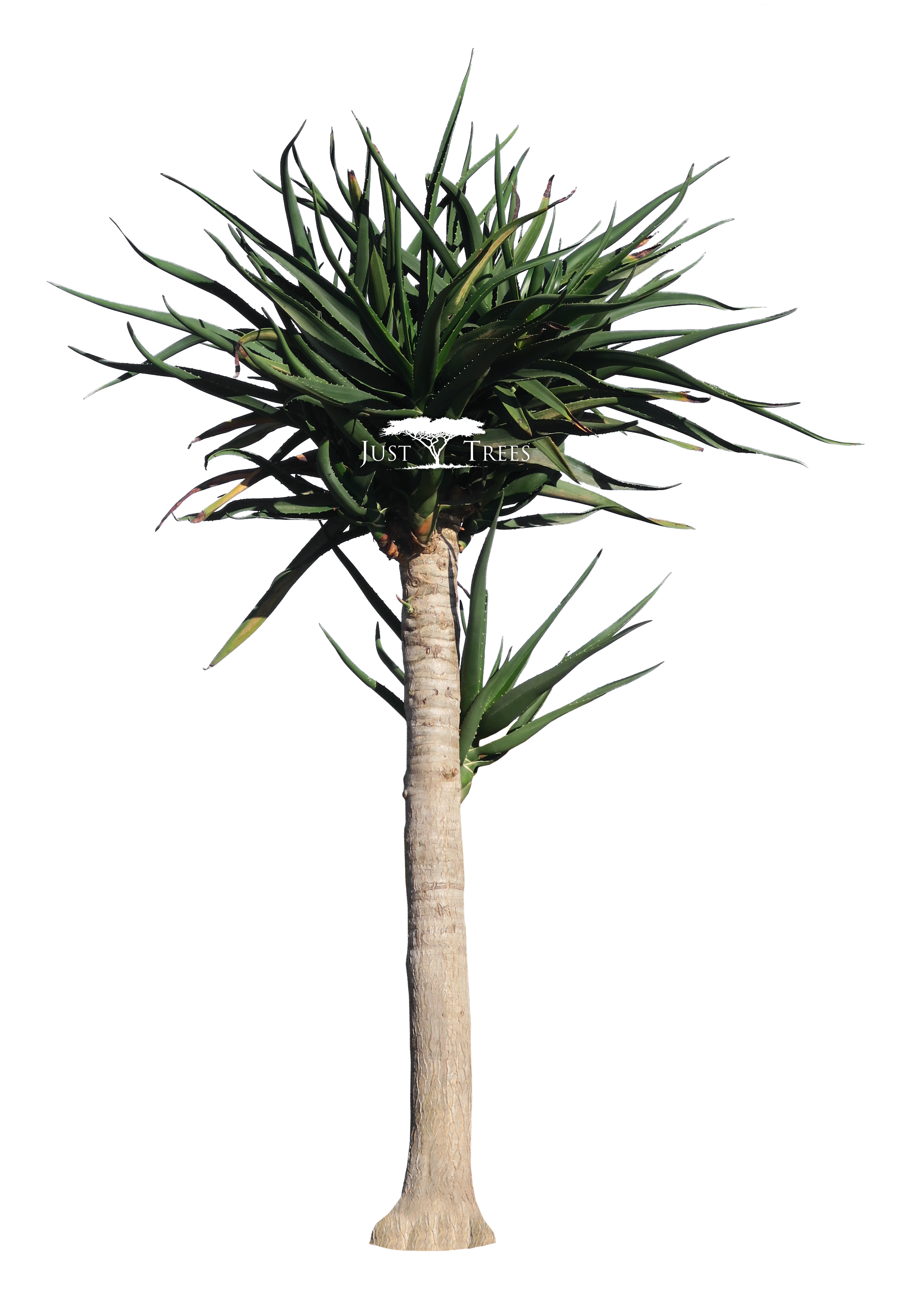 Aloe Bainesii L Common Name - Palmeira Fenix Artificial (2172x3163)