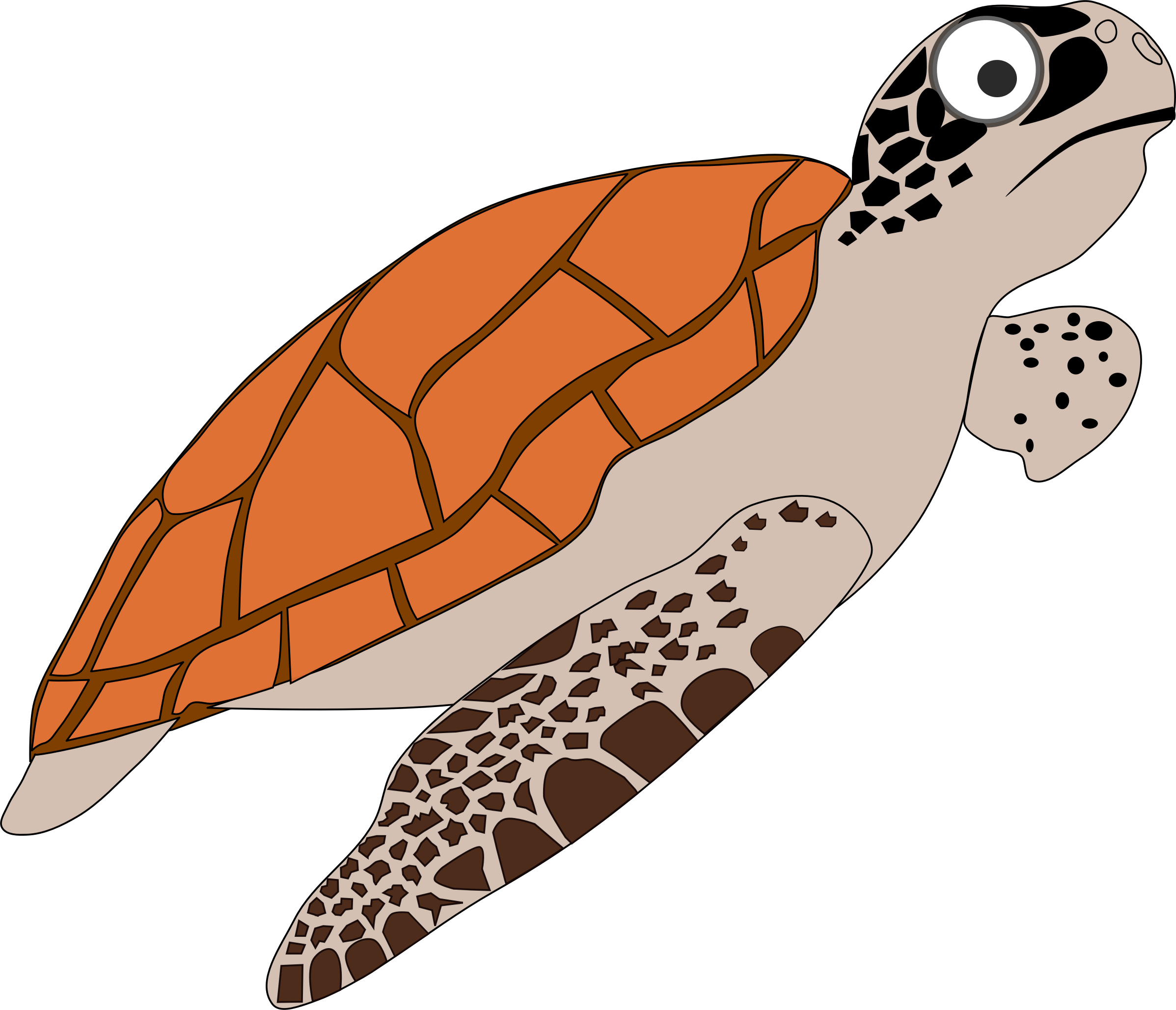 Sea Turtles - Loggerhead Sea Turtle Clipart (2395x2057)