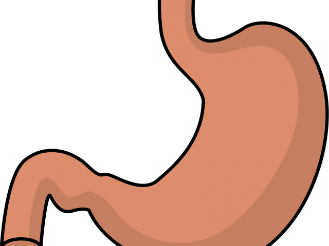 Full Stomach Cliparts - Clip Art (640x480)