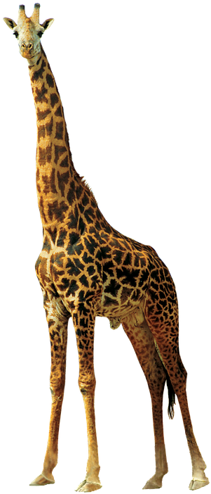 Giraffe, Animals, Nature, Africa, Animals In Nature - Жираф Png (320x720)