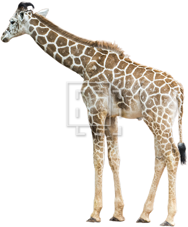 Giraffes In Africa, - Giraffe (450x450)