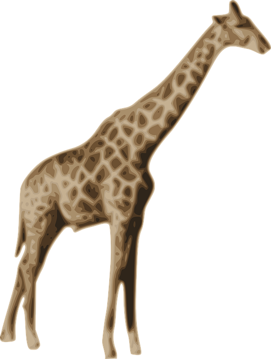 Giraffes In Africa - Жираф Пнг (543x720)