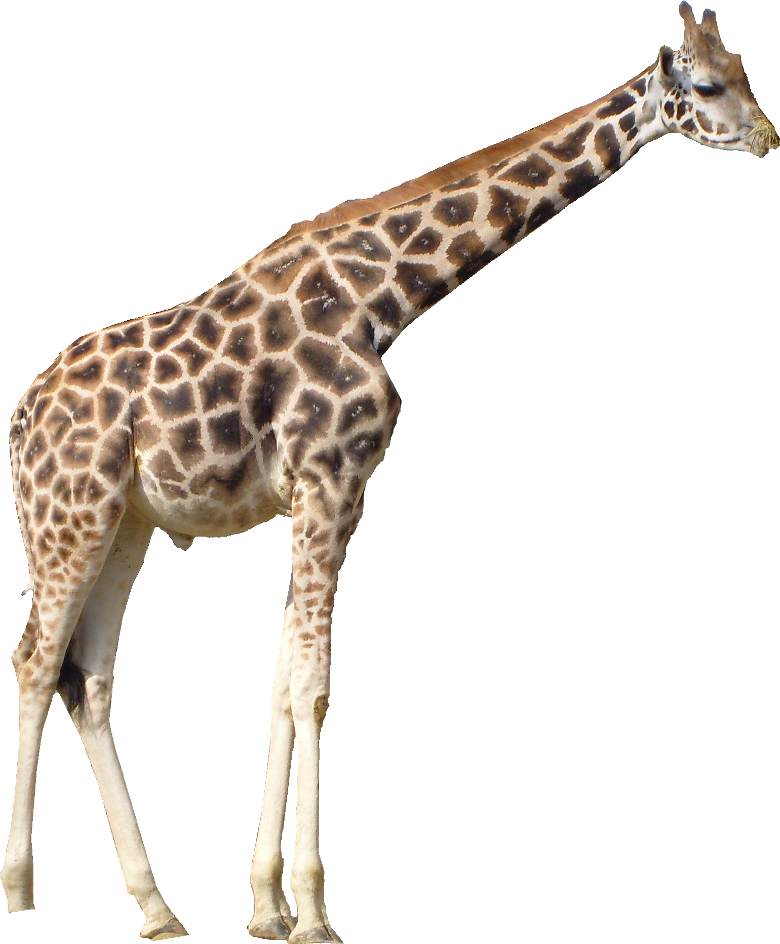 Giraffe Png - Giraffe Png (3072x2304)