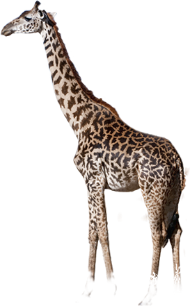 Africa's Iconic Landscape Was Just A Distant Memory - Giraffe And Elephant Png (273x441)