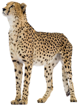 Cheetah Png - Png Cheetahs (361x400)