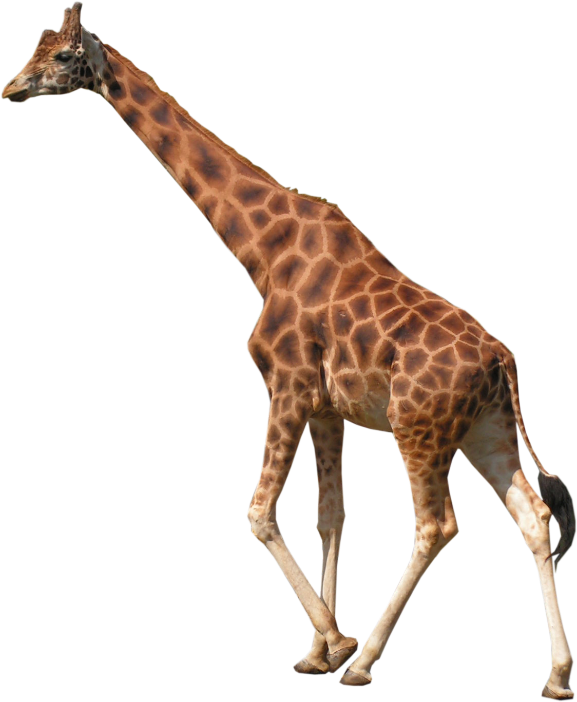 West African Giraffe Northern Giraffe Tiger - Giraffe (1536x2048)