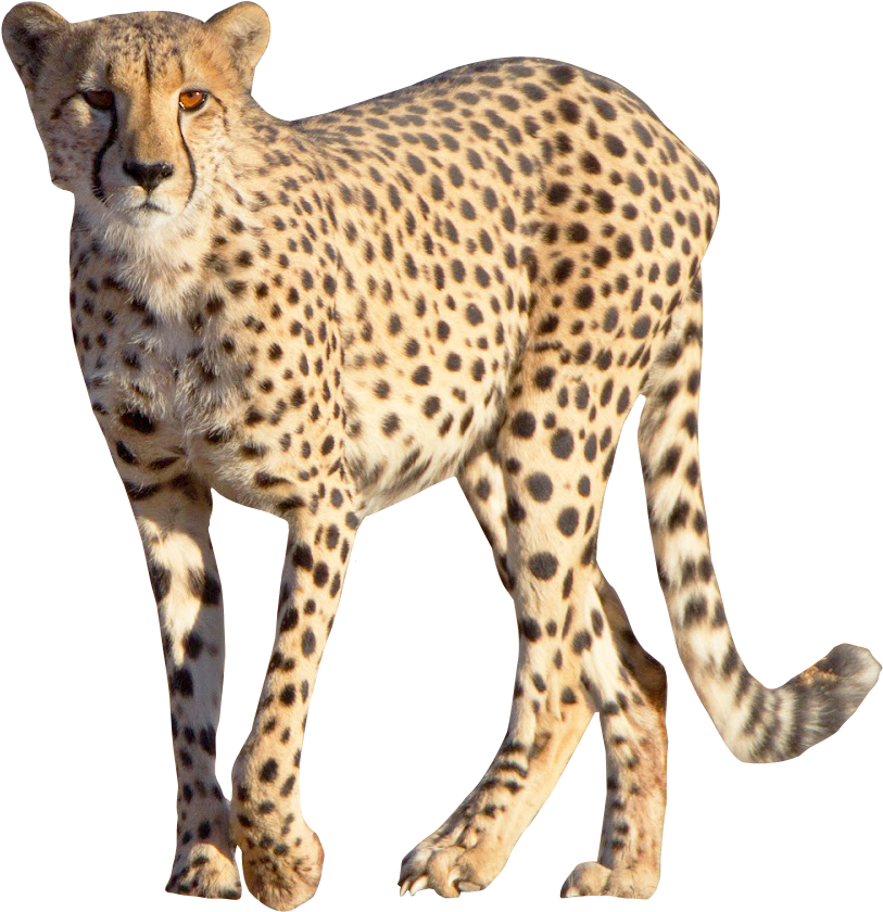 Cheetah Transparent Png Photo - Cheetah Png (1026x1034)