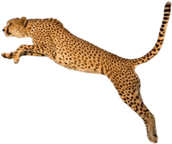 King Cheetah Felinae Clip Art - Cheetah Transparent Background (600x536)