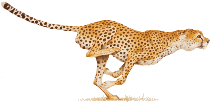 Cheetah Png - Cheetah Png (861x420)