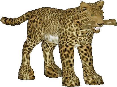 African Leopard - African Leopard (466x369)