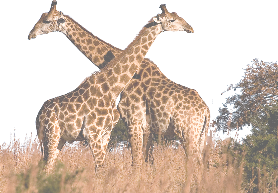 Wildlife Golf - Fun Facts About Julius Caesar (893x620)