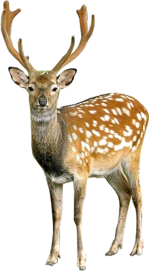 Deer - Hiran Png (1000x1000)