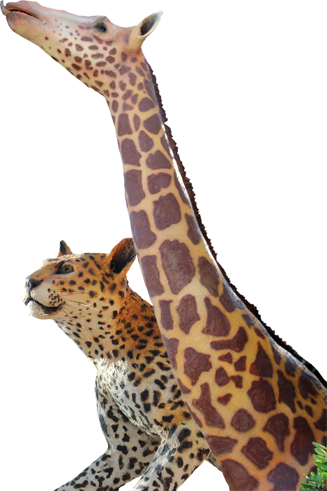 A Journey To The Wild African Savannah - Giraffe (469x705)