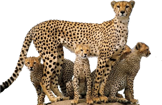 Cheetah Png - Wild Animals Png (716x468)