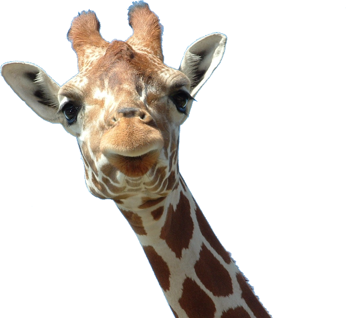 Giraffe Png - Giraffe Iphone 5s Case By Nickyprints Giraffe Geek (1163x1069)