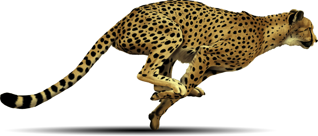 Cheetah Fastest Animal Ever Png - Cheetah Png (1034x442)