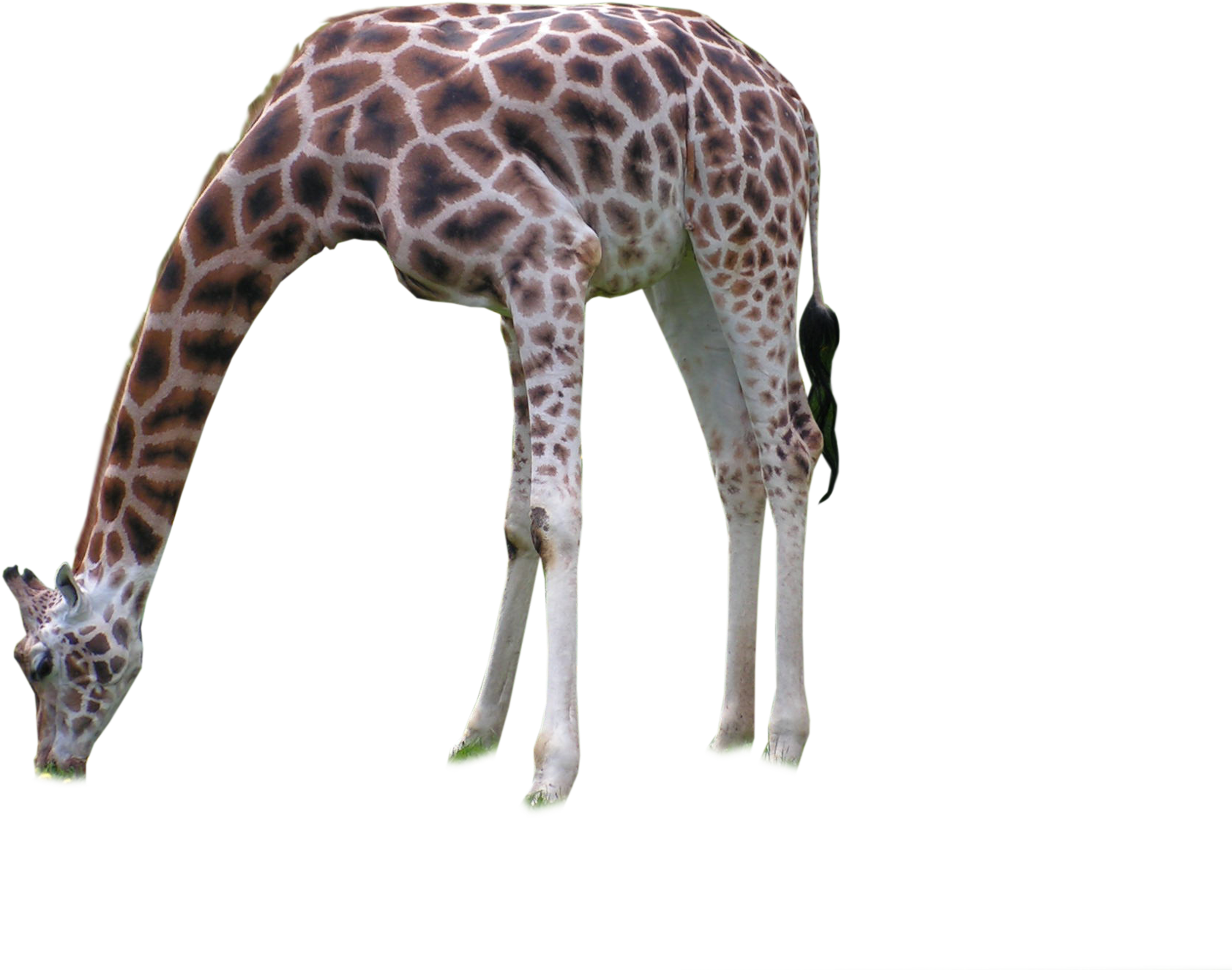 Giraffe Neck Terrestrial Animal Wildlife - Giraffe (2048x1536)