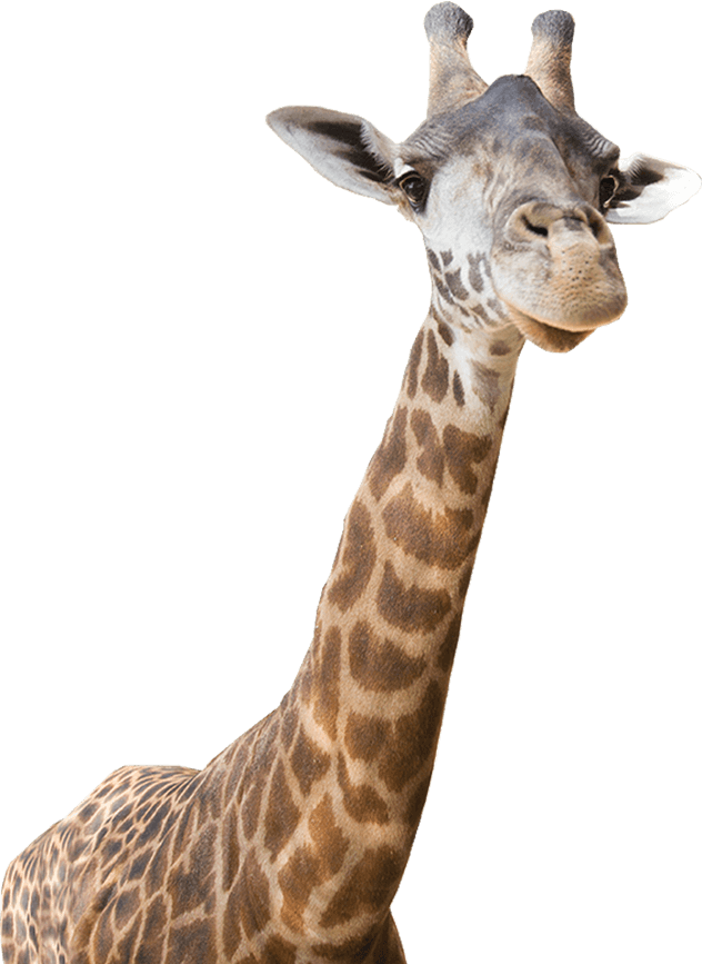 Giraffe - Zoo Animals Png (632x867)