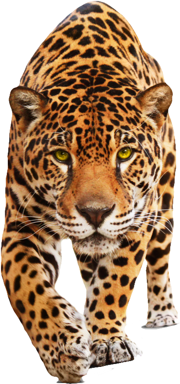 Leopard Png - Jaguar Png (843x1000)