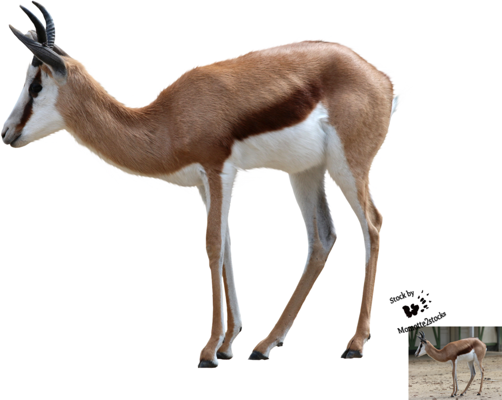 Png Cut Out (1008x793)