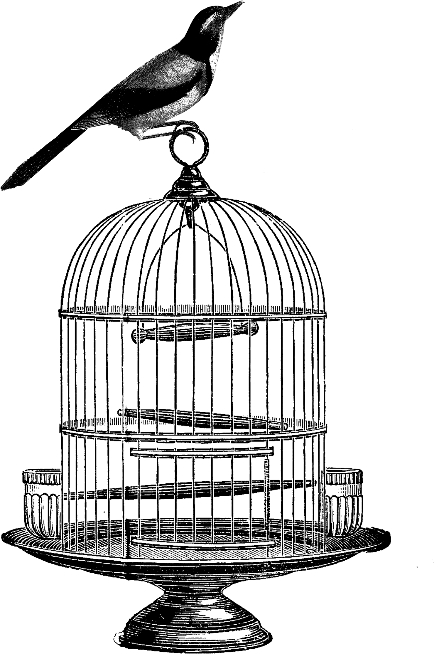 Birdcage Clip Art - Bird In Cage Illusion Template (1538x2400)