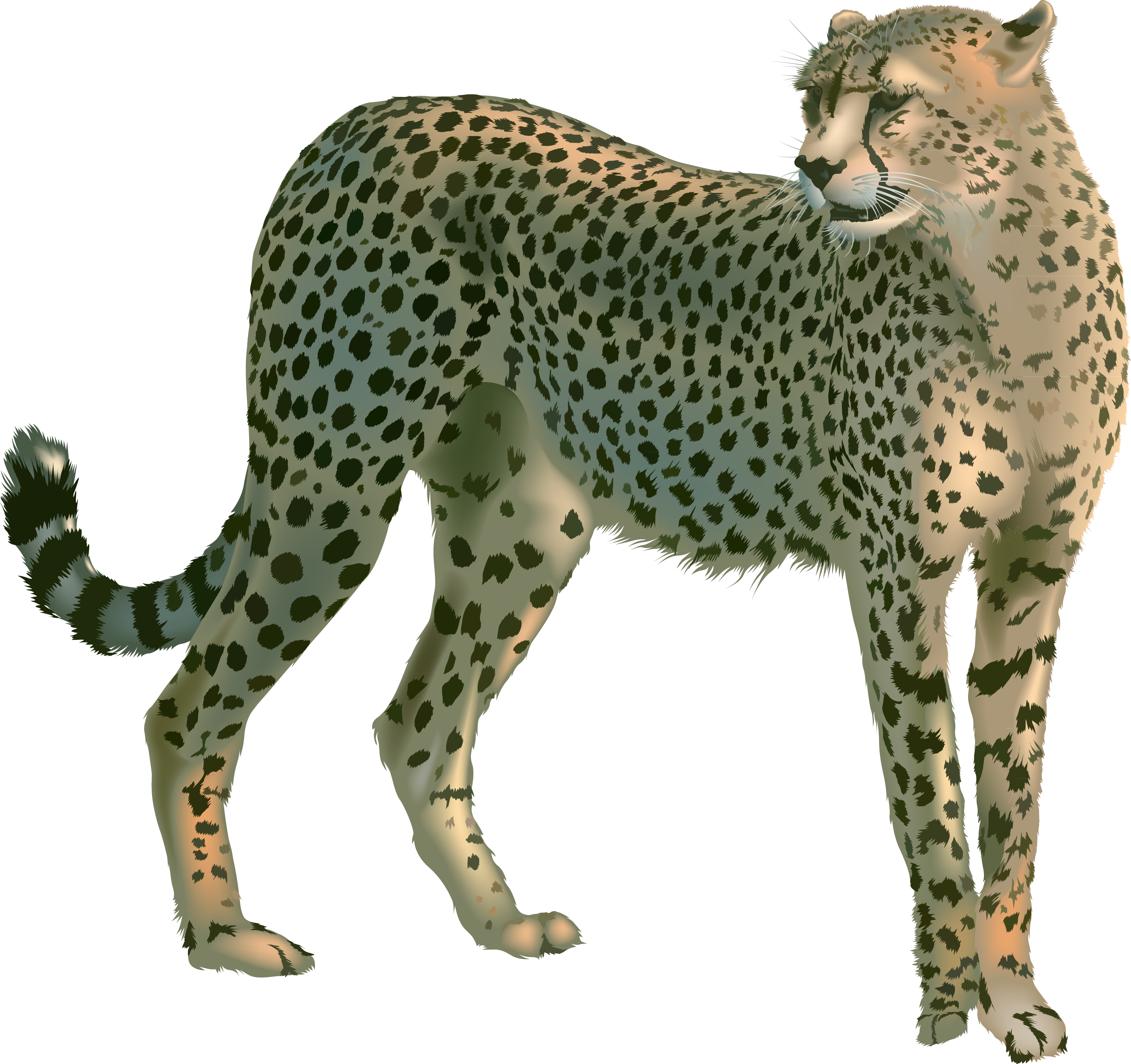 Cheetah Ghepardo English Language Cat Leopard - Cheetah Png (3422x3219)