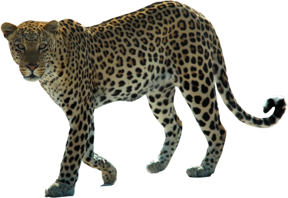 Snow Leopard Arabian Leopard African Leopard Felidae - Spots Of A Leopard (1024x681)