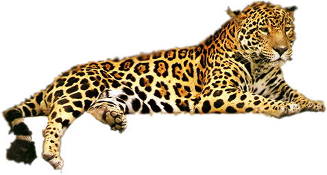 Png Images - Leopard - Jaguar Coloring Pages (477x255)