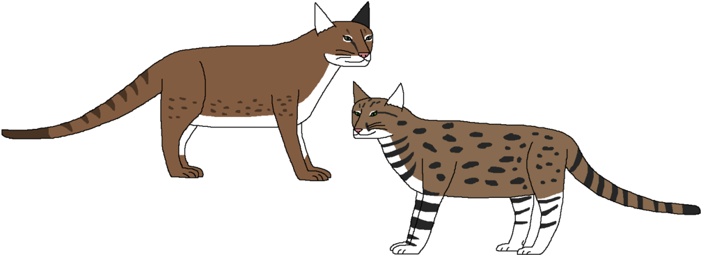 Africa's Secretive Cats By Wildandnaturefan - California Spangled (1024x373)