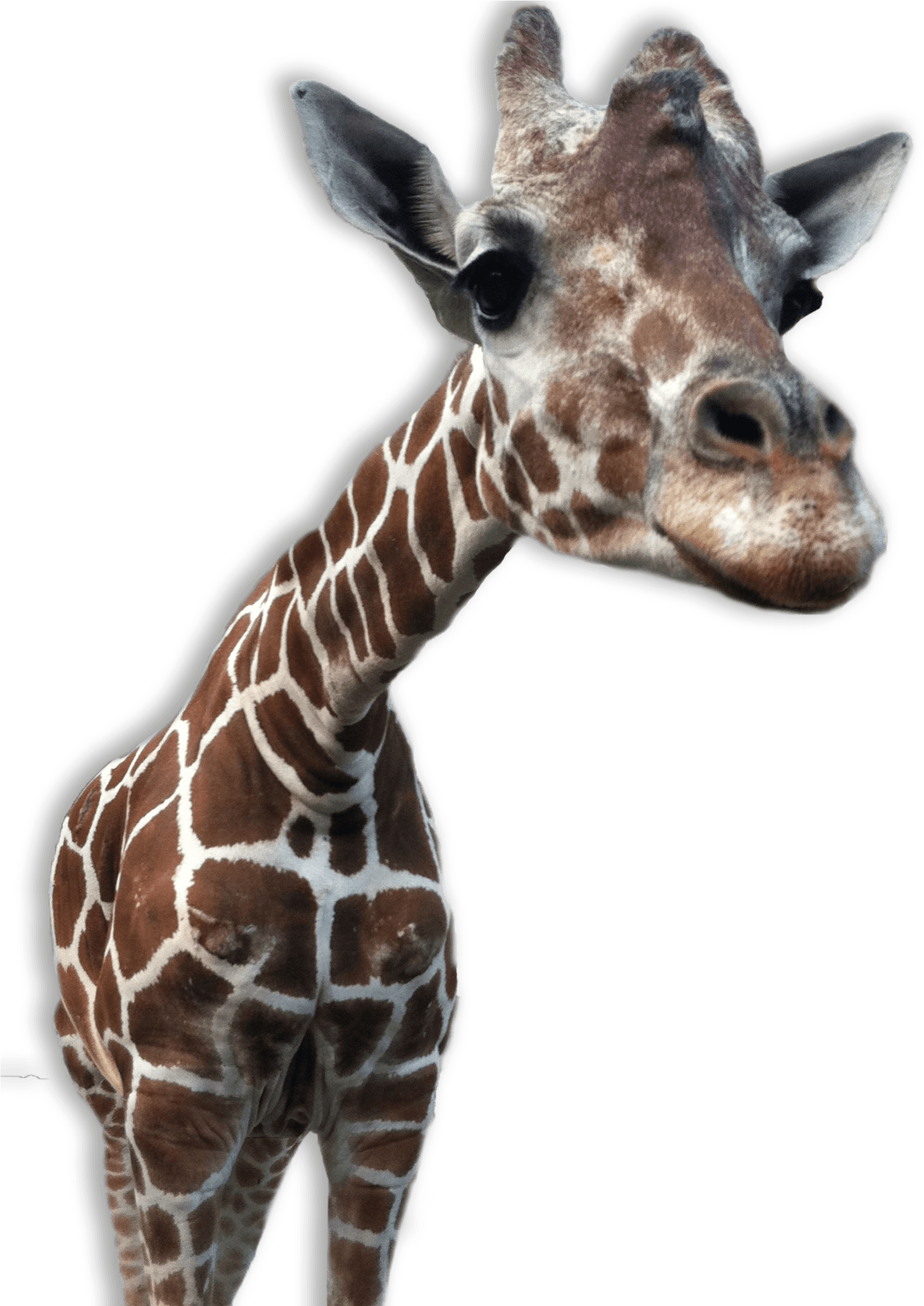 Giraffe Transparent - Animal Png Transparent Backgrounds (1980x2328)