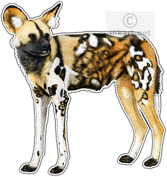 African Wild Dog Decal - African Wild Dog Mousepad (549x580)