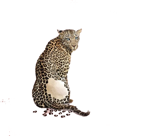 Leopard Advertising Animal Print - Award Winning Print Advertisements (640x452)