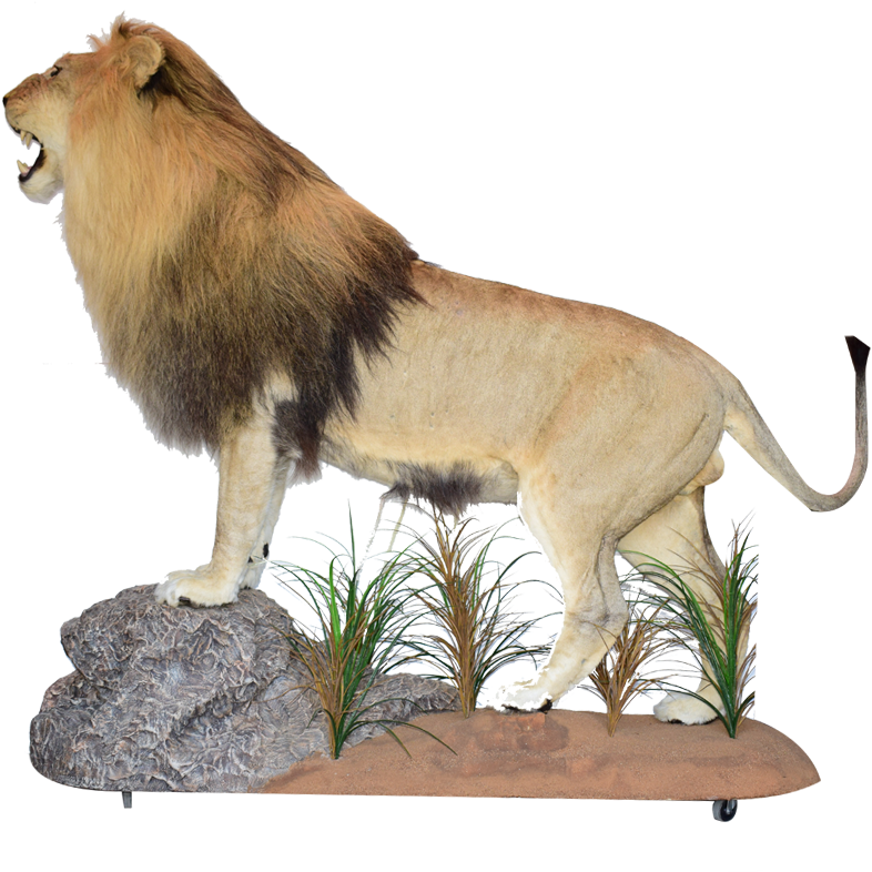 Lion Taxidermy South Africa 骨格標本 Big Cat - Taxidermy (1280x960)