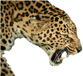 In May Of 2012, Karen Won The David Shepherd Wildlife - Lion (600x400)