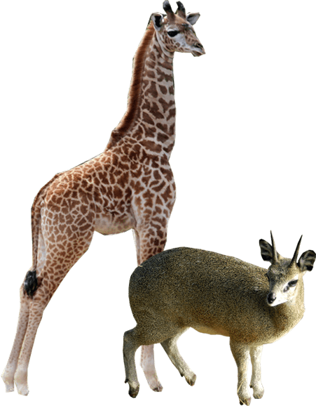Wildlife Conservation Through Education And Participation - Giraffe (451x578)