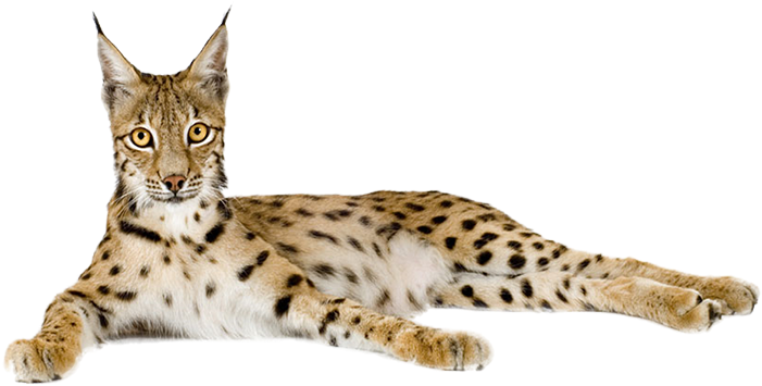 Eurasian Lynx Cheetah - Lynx Cheetah (850x535)