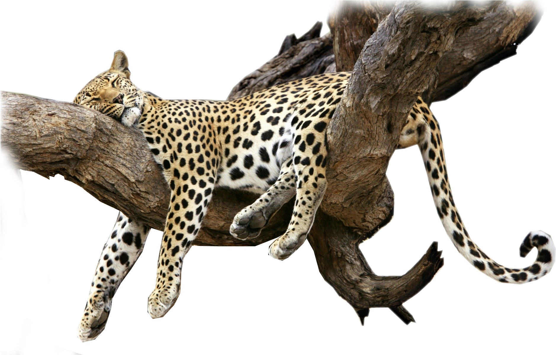 Think I Will Sleep In Until My Cabs Chauffeur Arrives - Cat Nap Shower Curtain (1920x1200)