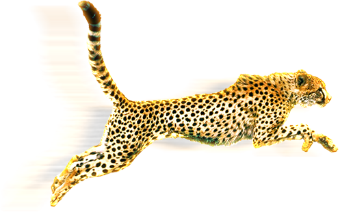 From South Africa To The World - Cheetah Jumping (497x310)
