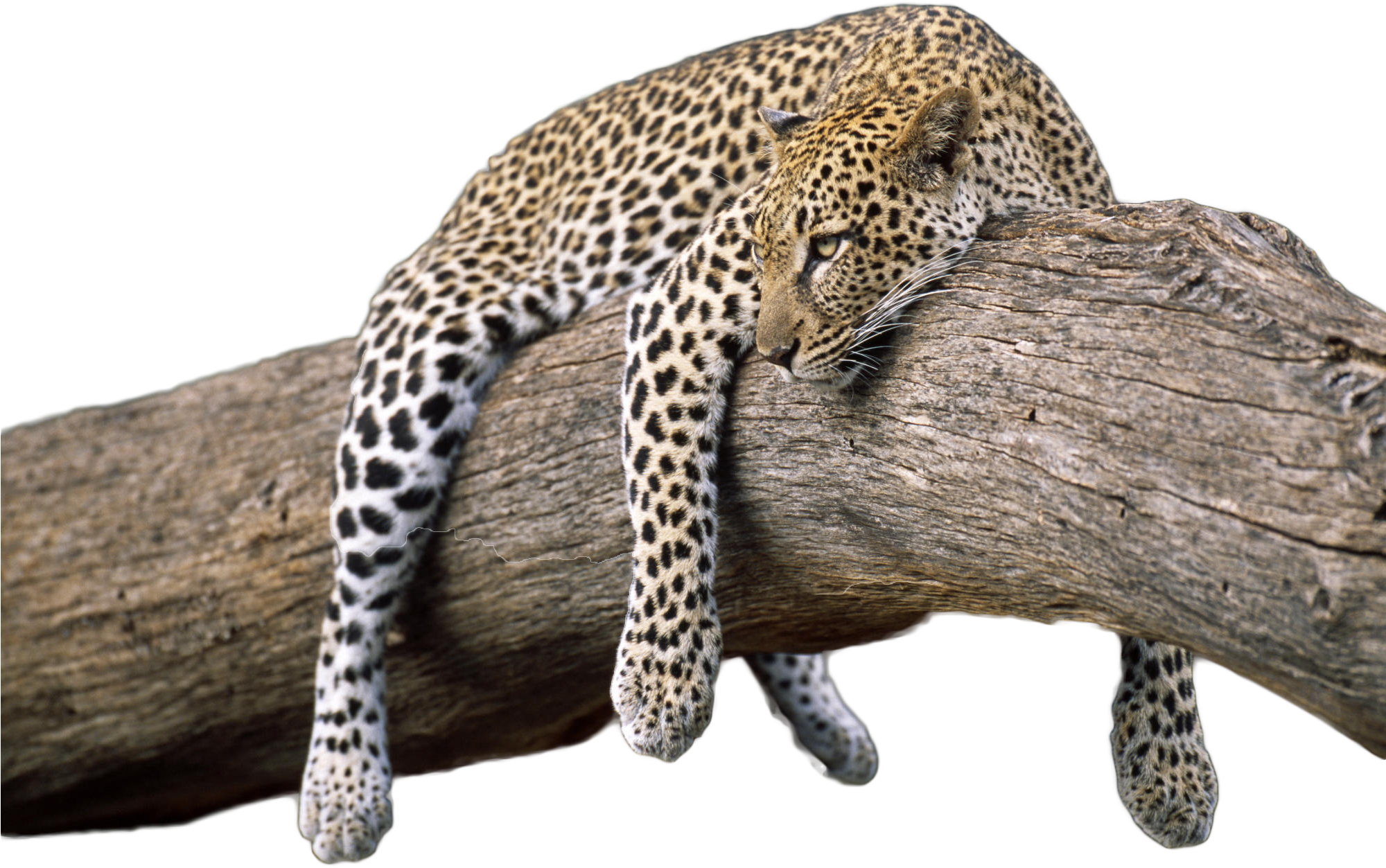 Fz/76, Pictures Sorted, Leopards - Leopard On Tree Branch (1999x1333)