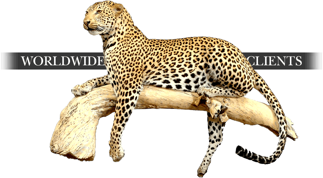 Taxidermy-worldwide - African Leopard (1093x604)