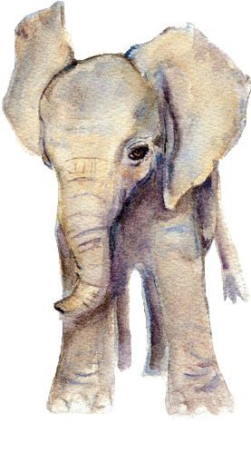 Tumblr Mp463ydipu1rgpyeqo1 500 500×625 Pixels - Baby Elephant Watercolor (500x625)