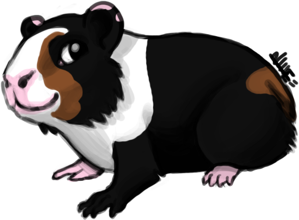 Image - Guinea Pig (624x470)