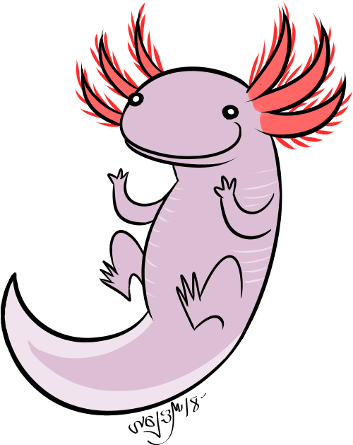 Axolotl Clipart Tumblr Transparent - Axolotl (500x629)