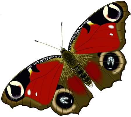 Анимация Бабочка На Прозрачном Фоне (449x402)