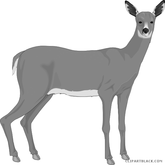 Deer Animal Free Black White Clipart Images Clipartblack - Deer Clip Art (555x552)