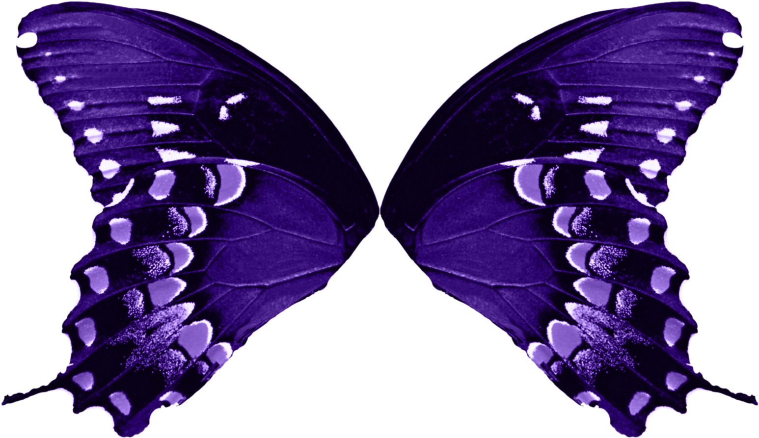 Butterfly Wings Cut Out - Butterfly Wings Transparent Background (1600x1013)