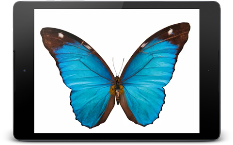 Butterfly 3d Live Wallpaper - Papilio (512x372)