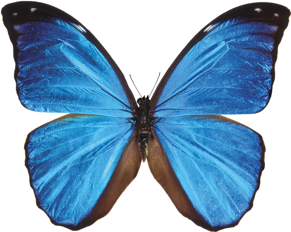 Blue Butterfly Transparent Background Wwwimgkidcom - Morpho Butterfly (640x529)