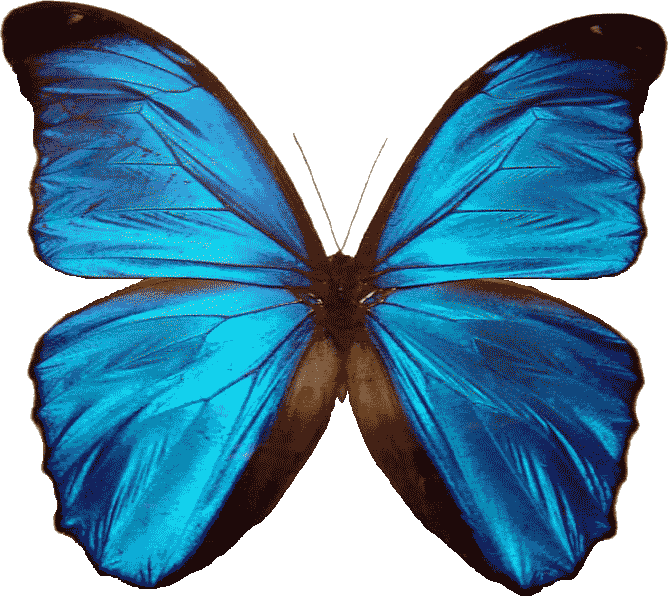 Transparent Background Butterfly Png (668x596)